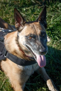 Alman çoban köpeği çimlerin üzerinde yatıyor.