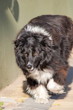 Köpek çobanı sokaklarda yürüyor.