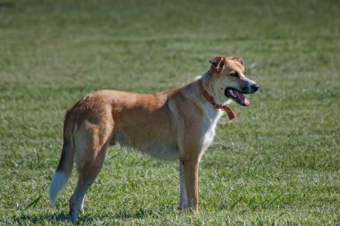 Yeşil çimlerin üzerinde duran sevimli köpek.