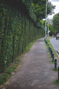 Şehir caddesinde sarmaşık kaplı çitler. 