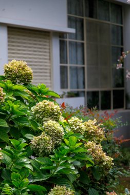 Evin arka planında harika bir Incrediball Ortanca çiçeği resmi var.
