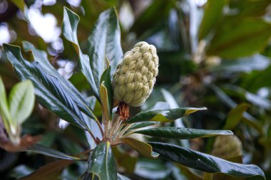 Ağaçtaki sabah çiçeklerinin yakın plan görüntüsü.
