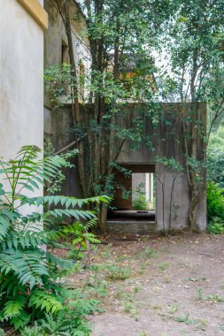 Ormandaki terk edilmiş eski evin kalıntıları.