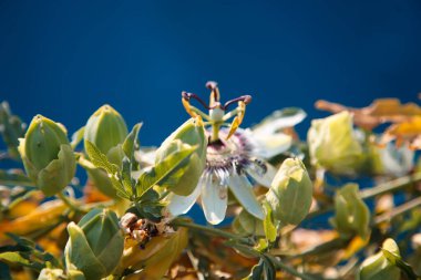 Güzel çiçekler, çiçek konsepti