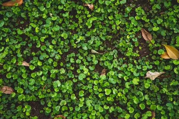 Bahçede yeşil yapraklar, pürüzsüz arkaplan