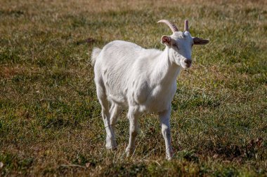 Yeşil çayırlarda otlayan beyaz keçi manzarası 