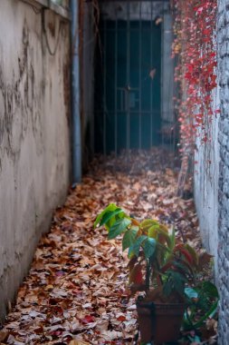 Yaprakları ve saksısı olan Terk Edilmiş Eski Ev