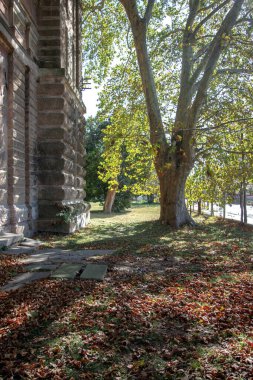 Bir ağacın dikey görüntüsü ve parktaki yapraklar