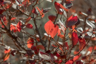 Bahçedeki güzel sonbahar kırmızı yapraklarının yakın görüntüsü.