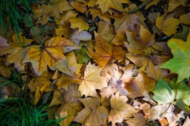 Gündüz vakti kuruyan yapraklar parktadır. 