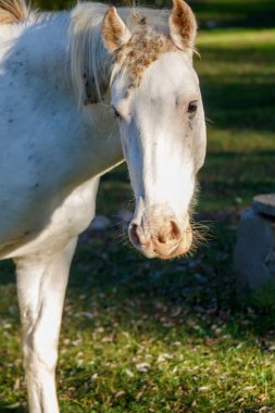 Çiftlikte At Otlatma, Kapanış Portresi 