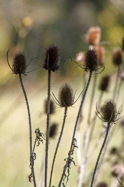 Bulanık arkaplanda kuru çiçeklerin kapatılması