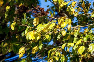Parktaki güzel sonbahar yapraklarının yakın görüntüsü.