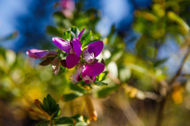Bahçede Gündüz Büyüyen Güzel Çiçeklerin Kapanışı