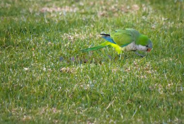 Yeşil çimenlerde yürüyen yeşil papağan, yaklaş.