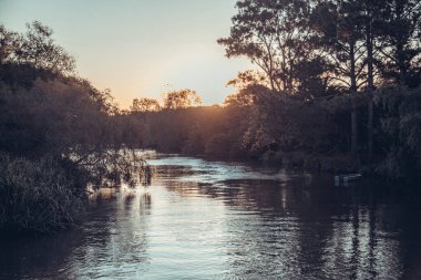 Güzel manzara nehir orman ile 