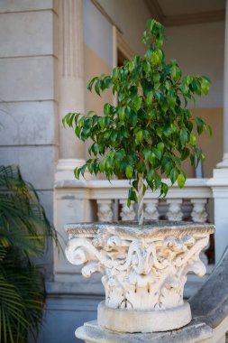 Şehir parkındaki eski binanın kısmi manzarası, gündüz vakti bitkilerle dolu taş duvar. 