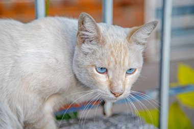 Bulanık arka planda sevimli kedi portresi 