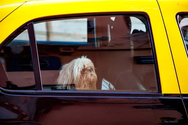 Gündüz vakti arabadaki küçük köpeğe yakın çekim
