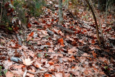 Sonbahar ormandaki düşen yapraklar