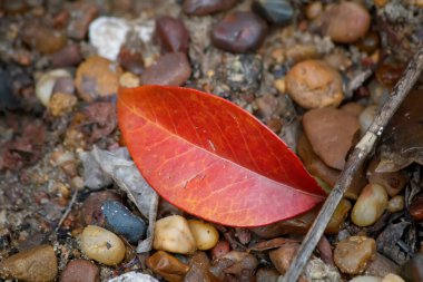 Kuru kırmızı sonbahar yaprağı taş zeminde yatıyor.
