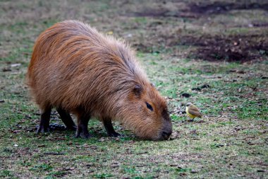 Arjantin 'deki parkta Capybaras