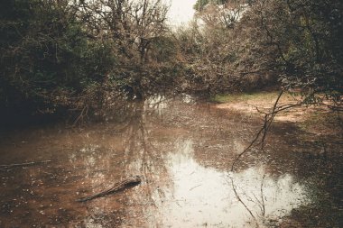 Bataklıktaki eski kirli su. Eski moda görünüm.