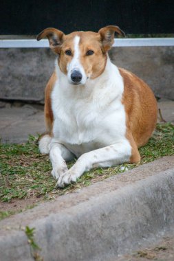 Parktaki köpek çimlerin üzerinde yatıyor. 