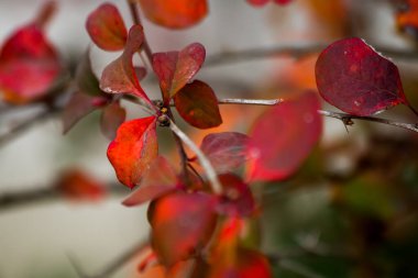 Ağaçtaki kırmızı sonbahar yapraklarını kapatın. 