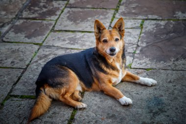 Köpek asfalt yolda yatıyor. 