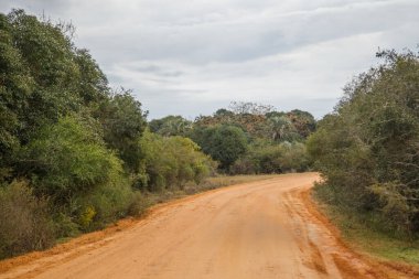 Ormandaki ağaçların arasından yol 