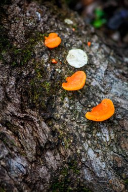 Ormandaki ağaç gövdesinde büyüyen mantarların yakın plan çekimi. 