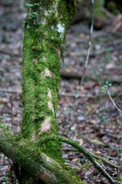Ormandaki yosun ağacının gövdesini kapat.