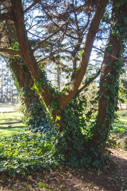 Ağaç gövdeleri yemyeşil orman manzarasında yükseliyor..