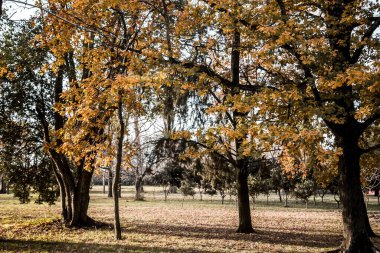 Sarı yapraklı ve ağaçlı sonbahar manzarası