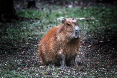Parkta dost canlısı Capybara