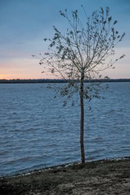 Gün batımında göldeki ağaç 