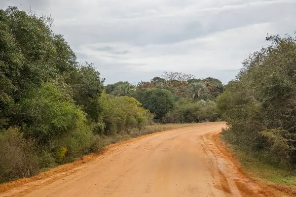 Ormandaki ağaçların arasından yol 