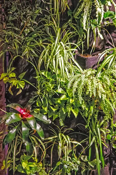 Güzel botanik çekimi, bahçede saksı bitkileri. 