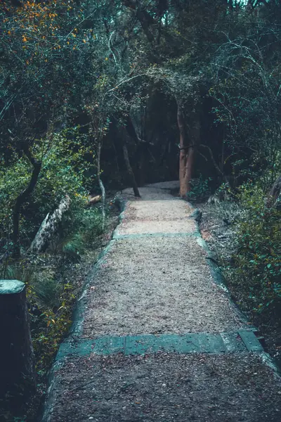 Ormandaki patikanın dikey görüntüsü.