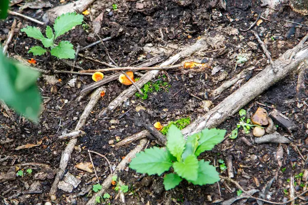 Mantarlar ormanda yetişir.