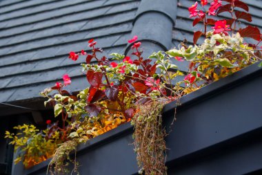 Siyah çatı oluğunda büyüyen renkli çiçekler