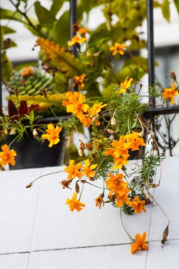 Canlı turuncu çiçekler beyaz karoların yanında asılı.