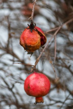 Çıplak dallardan sarkan iki nar.
