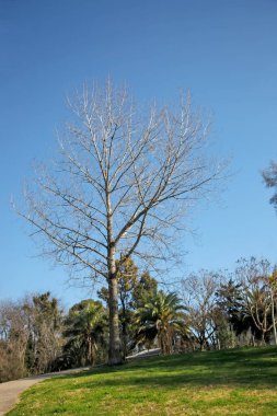 Yeşil çimenli tepenin yanında duran uzun yapraksız ağaç