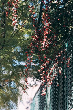 Yeşil metal çitlerin üzerinde asılı güneş ışığı kırmızısı meyveler