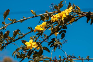 Açık havada ağaçta açan sarı çiçekler.