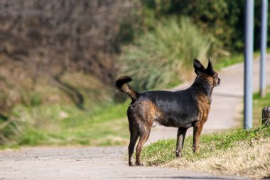 Uyanık köpek güneşli yürüyüş yolunun yanında duruyor