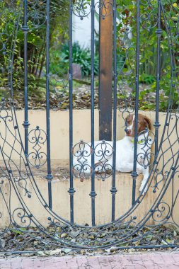 Süslü kapının arkasında dinlenen küçük kahverengi beyaz köpek.