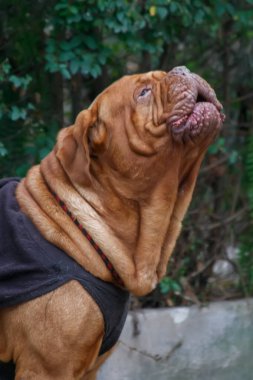 Açık havada siyah yelek giyen büyük kahverengi köpek.